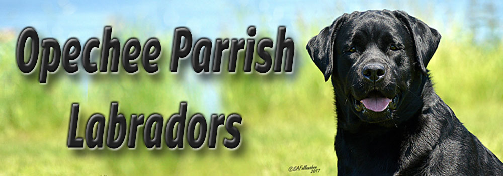  Opechee Parrish Labrador Retrievers